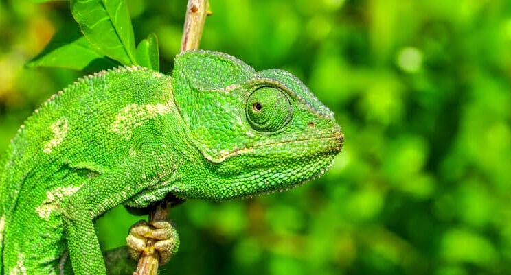 The Science of Animal Camouflage Explained by Biology