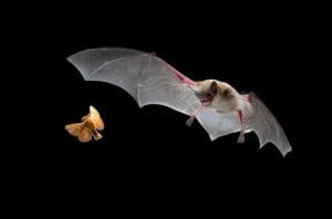 How Bats Hunt at Night Using Advanced Echolocation