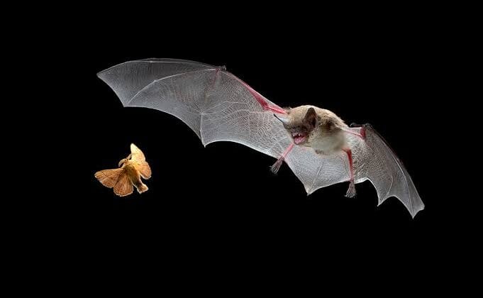 How Bats Hunt at Night Using Advanced Echolocation