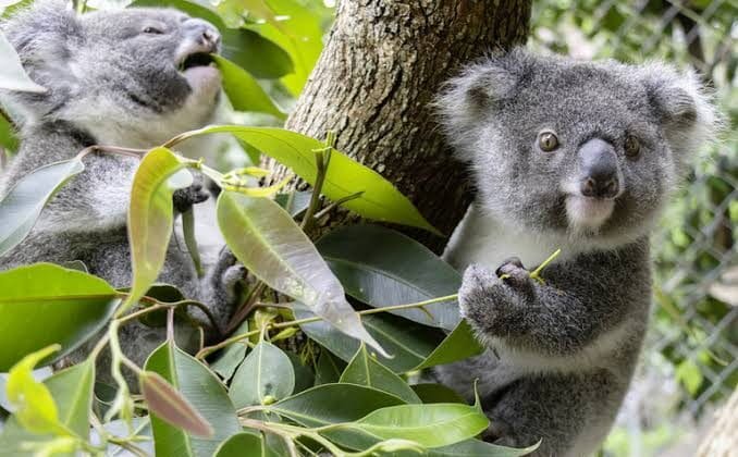 How Animals Protect Their Young in the Wild