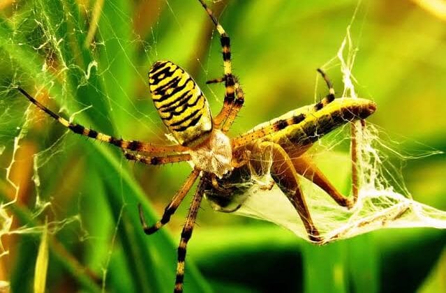 How Spiders Weave Webs Stronger Than Steel