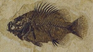 how-are-marine-fossils-found-on-mountain-tops