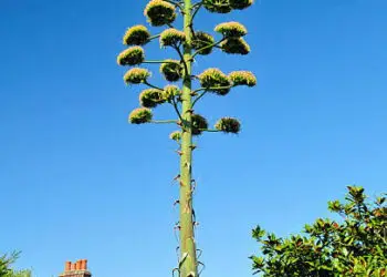 Agave americana. Credit: iStock