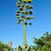Agave americana. Credit: iStock