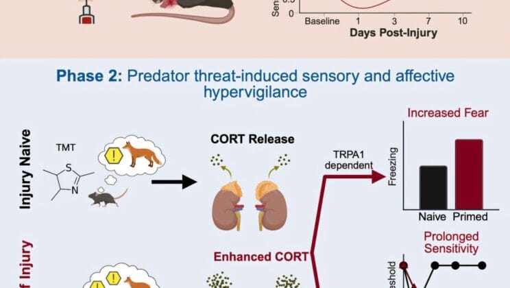 The Wound That Never Leaves How Pain Remembers What the Body Forgets