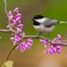 Black-capped Chickadee (Poecile atricapillus) perching on a Redbud Tree