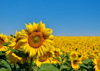 Sunflowers. Credit: iStock