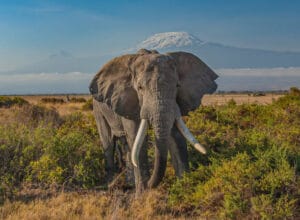 Smartest Animals on Earth and What Makes Them So Intelligent