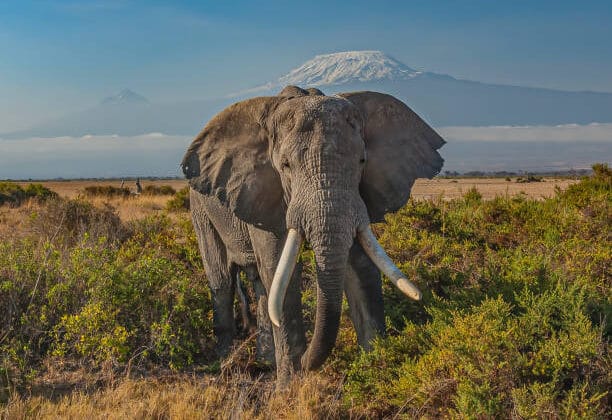 Smartest Animals on Earth and What Makes Them So Intelligent