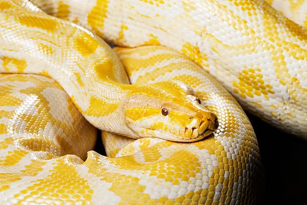 The Secret Cells That Let Pythons Devour Bones Without a Trace