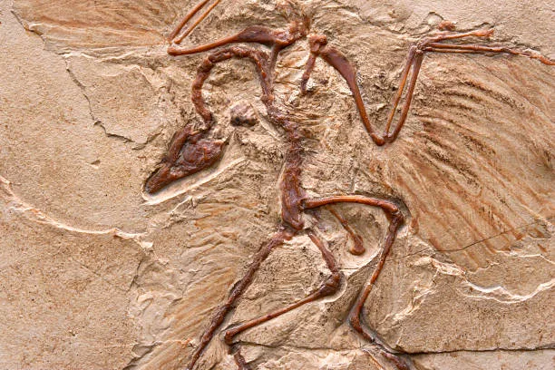How Do Fossils Actually Form? Geologic Time Unpacked