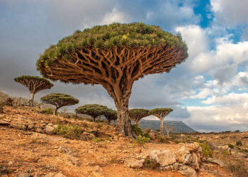 Dracaena cinnabari. Credit: iStock