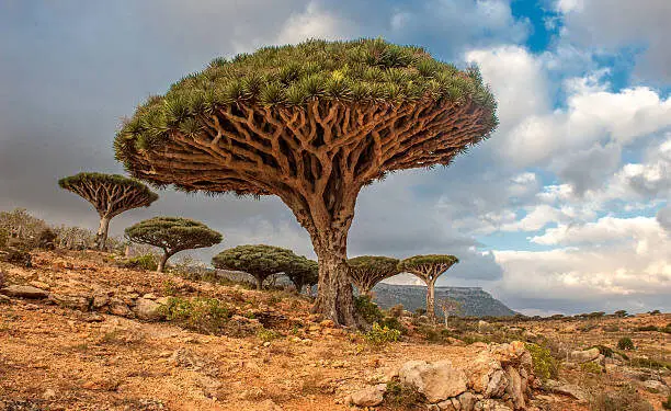 Dracaena cinnabari. Credit: iStock