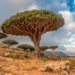 Dracaena cinnabari. Credit: iStock