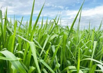 Panicum maximum. Credit: iStock