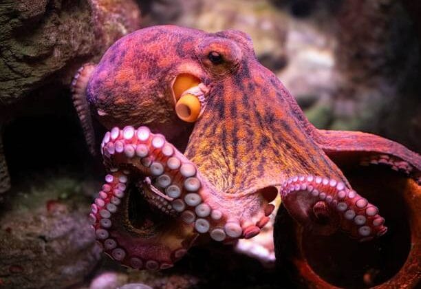 Why Octopuses Are Considered Ocean Geniuses