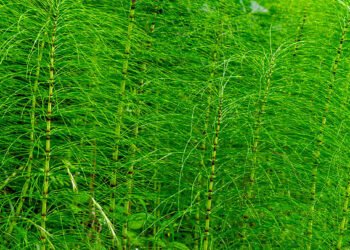 Equisetum. Credit: iStock
