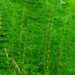 Equisetum. Credit: iStock