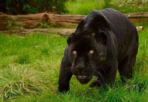 The Fascinating Hunting Techniques of Big Cats Explained