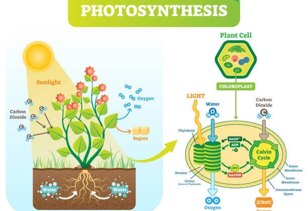 The Marvels of Photosynthesis: How Plants Power Our Planet