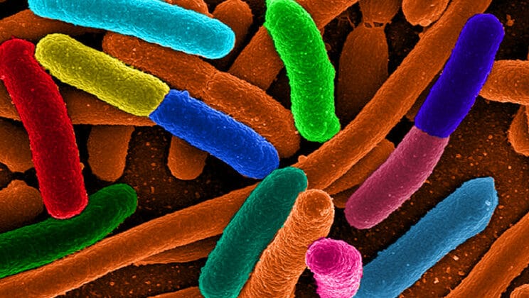 Scientists Reprogram Gut Bacteria to Fight Kidney Stones from the Inside Out