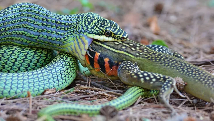 How Snakes Swallow Prey Larger Than Their Heads