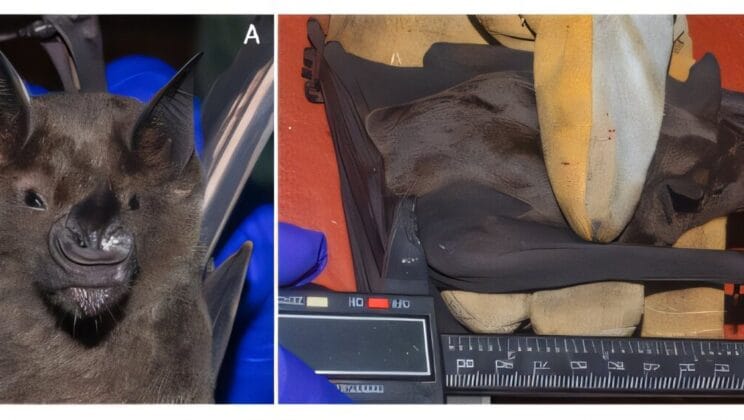 Giant Bats Discovered in Mexico’s Ancient Ceiba Trees