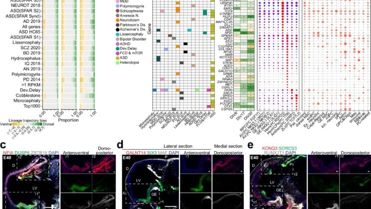 The Hidden Origins of Mental Illness Begin Before You Are Born