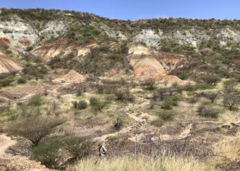 Dead elephant deposits. Credit: Ben Marcus. Harvard University