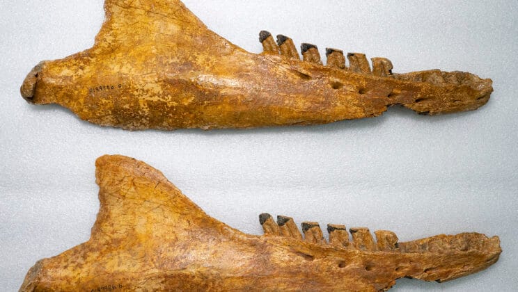 What Is the Difference Between a Fossil and a Bone?