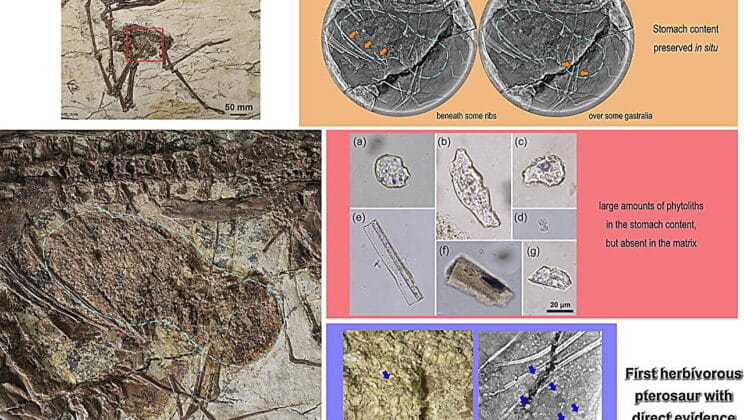 Secrets in a Stone Belly Reveal Pterosaurs Were Plant Eaters