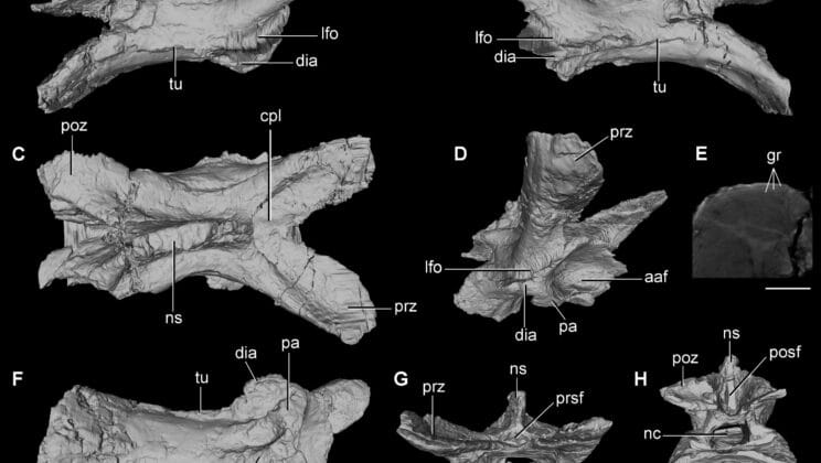 This Ancient Vertebra Survived Earth’s Greatest Extinction and Tells a Forgotten Story