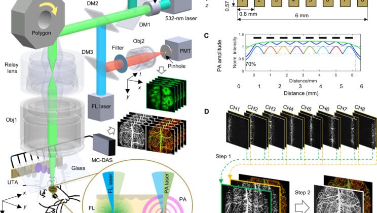 This New Microscope Lets Us Watch the Brain Think in Real Time