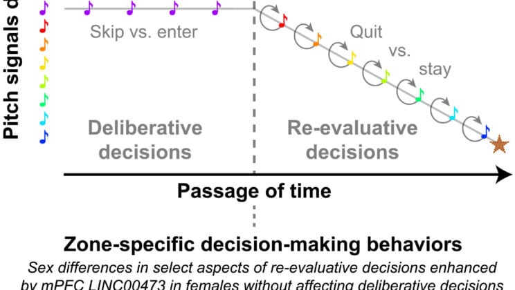 A Hidden RNA Molecule Could Explain Why Depression Affects Women More