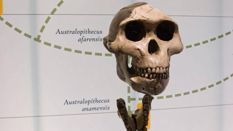 Lucy’s Secret Revealed Why Ancient Males Towered Over Females