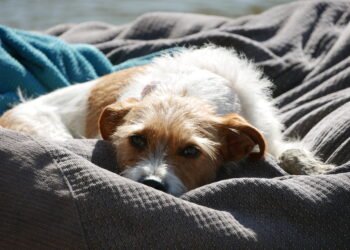 New study finds no lasting impact of pandemic pet ownership on human well-being. Credit: Vanda Molnár