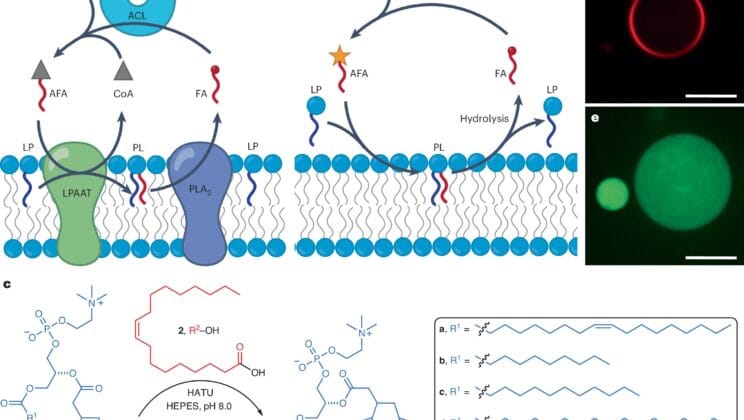 What If We Could Watch Life Begin All Over Again
