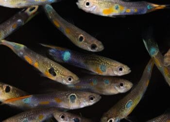 Male guppies have an extraordinary diversity of colors. Credit: Wouter van der Bijl