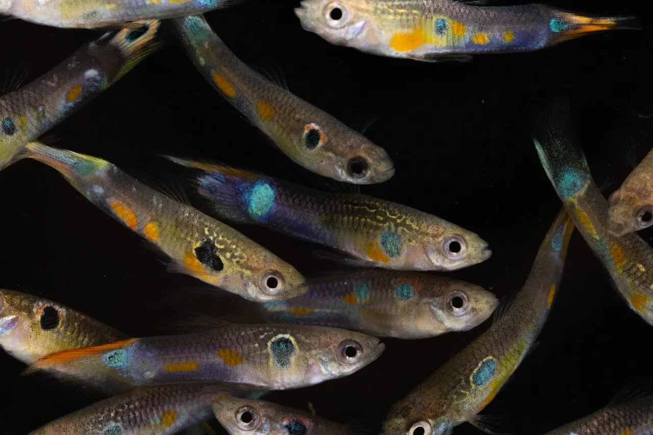 Why Guppies’ Orange Colors Could Be a Sign of Their Virility