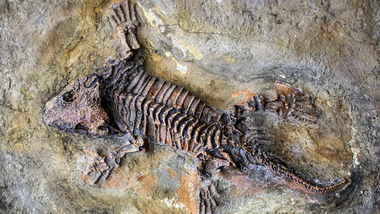 How Are Fossils Preserved Over Millions of Years?