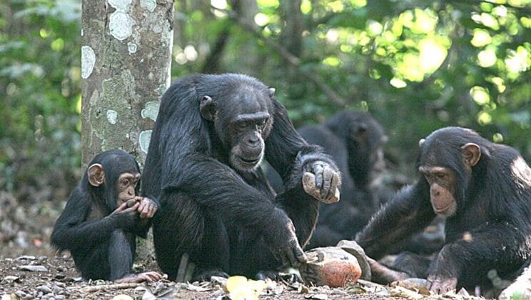 When Chimpanzees Grow Old Their Tools Begin to Slip