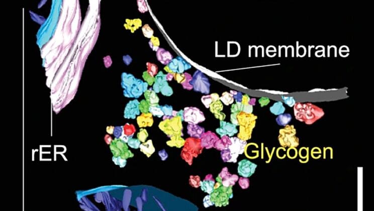 What Happens to Sugar Inside Your Cells Will Surprise You