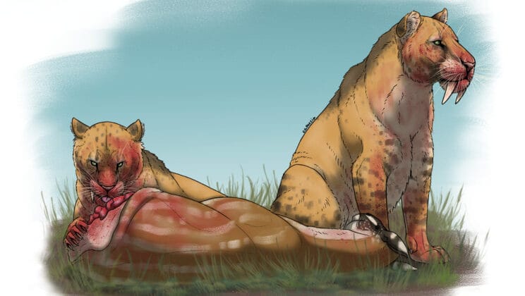 Predators and Prey Waged an Ancient Battle That Doomed Saber-Toothed Tigers