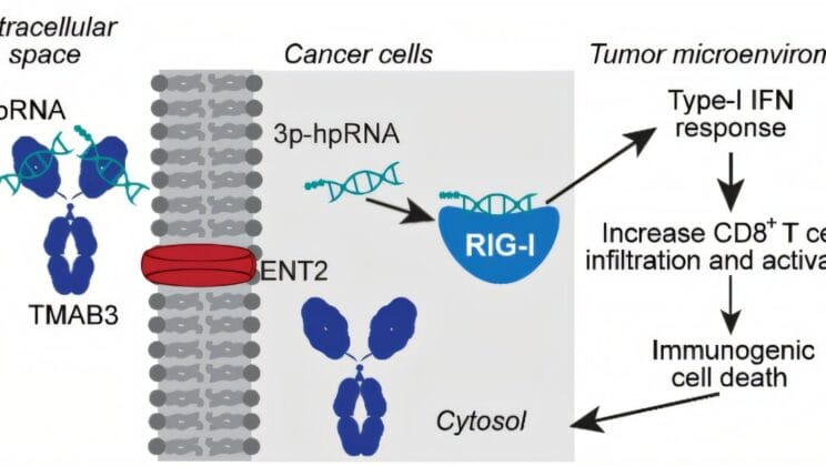 This Antibody Smuggles RNA Into the Deadliest Cancers