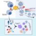 Graphical abstract. Credit: Cell (2025). DOI: 10.1016/j.cell.2025.05.020