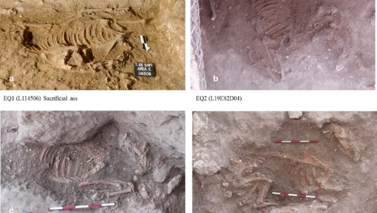 These Donkeys Traveled From Egypt to Die in a Sacred Ceremony