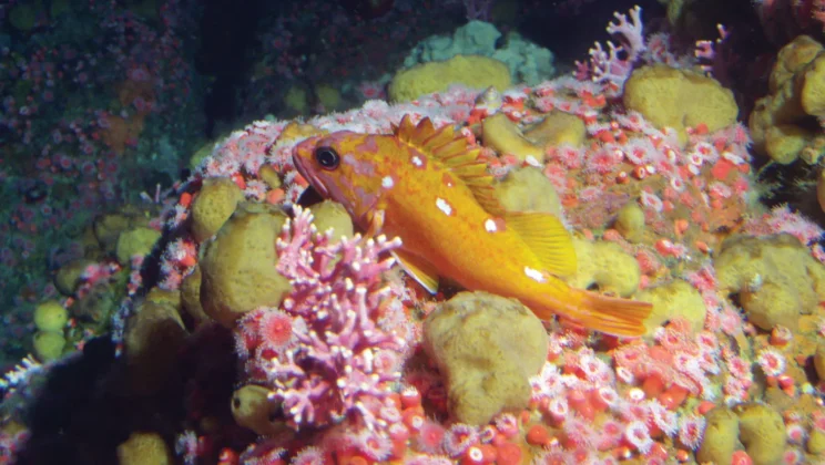 How Fish Lay Millions of Eggs for Species Survival