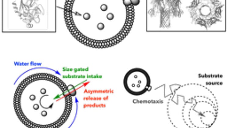 The First Artificial Cell That Knows Where to Go