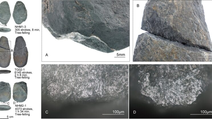 How Ancient Stone Tools Reveal a Hidden Story of Early Woodworking