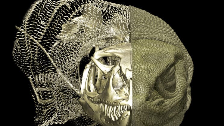 Scientists Uncover Bone-Deep Secrets in Australia’s Iconic Lizards